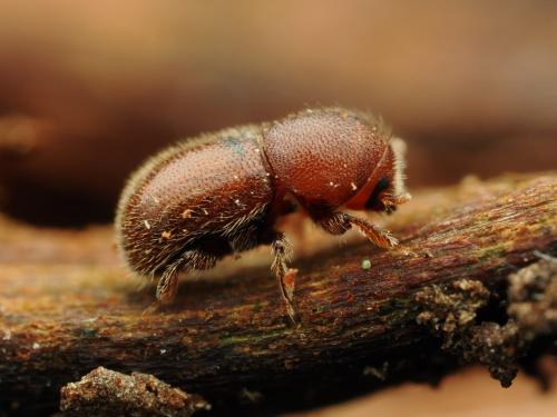 Réf. 354 170 : Dactylotrypes longicollis